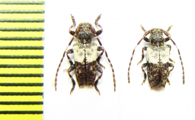 Pogonocherus hispidulus  Russia, Krasnodar reg. - INSECTS-STORE.RU