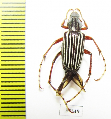 Macrodactylini sp.  Ecuador - INSECTS-STORE.RU