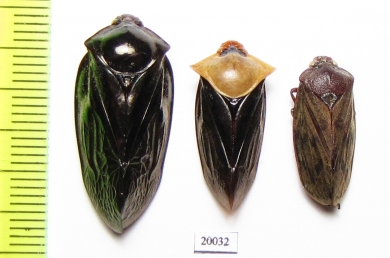 Homoptera sp.  Indonesia, Sumatra - INSECTS-STORE.RU