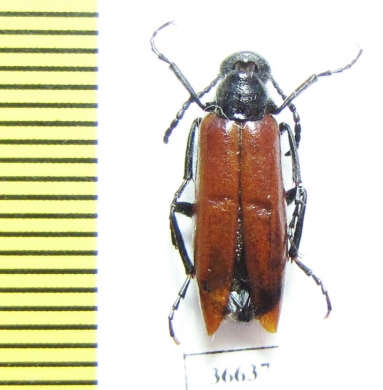 Meloidae sp.  Iran, Lorestan prov. - INSECTS-STORE.RU