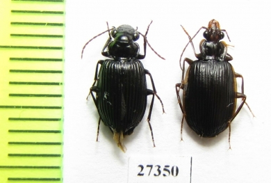 Carabidae sp.  Madagascar - INSECTS-STORE.RU
