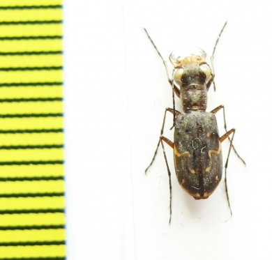 Cicindelinae sp.  Peru - INSECTS-STORE.RU