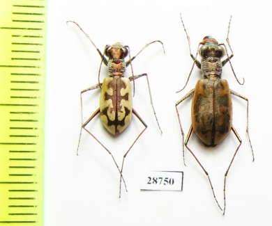 Cephalota elegans v. volgensis, pair  Russia, Astrakhan reg. - INSECTS-STORE.RU