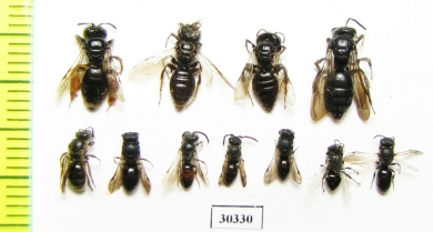 Hymenoptera sp.  Russia, Tver reg. - INSECTS-STORE.RU