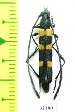 Cerambycidae sp.  South Africa Rep. - INSECTS-STORE.RU