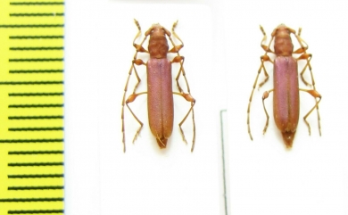 Cerambycidae sp.  Malawi - INSECTS-STORE.RU