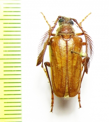 Pogonarthron minutum, male  Iran, Lorestan prov. - INSECTS-STORE.RU