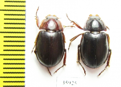 Hybosoridae sp.  Tanzania - INSECTS-STORE.RU