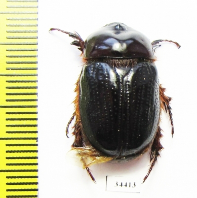 Parisomorphus niger  Madagascar - INSECTS-STORE.RU