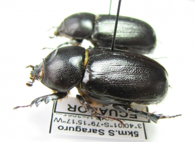Dynastinae sp., pair  Ecuador - INSECTS-STORE.RU