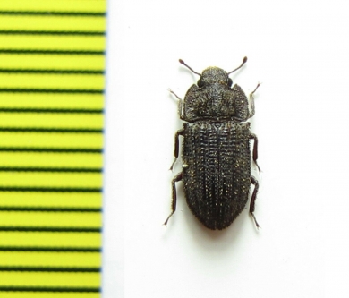 Trachypholis sp.  India - INSECTS-STORE.RU