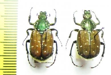 Gnorimus subopacus, male  Russia, Far East - INSECTS-STORE.RU