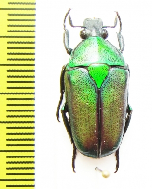 Tmesorrhina viridicincta fuscosuturalis  Congo - INSECTS-STORE.RU