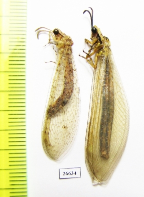 Myrmeleontidae sp.  Tajikistan - INSECTS-STORE.RU