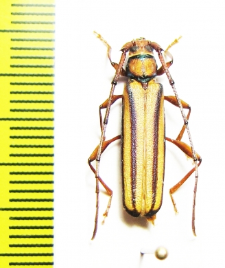 Xystrocera sp.  Malaysia, Borneo - INSECTS-STORE.RU
