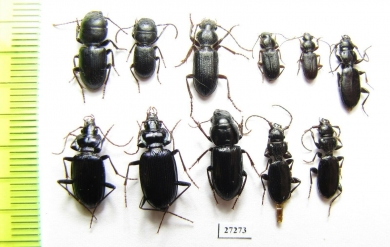 Carabidae sp.  Iran, Lorestan prov. - INSECTS-STORE.RU