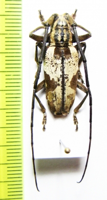 Parepepeotes togatus  Indonesia, Papua - INSECTS-STORE.RU