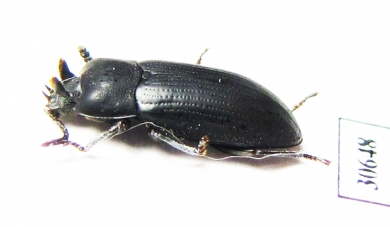 Toxicum sp.  Indonesia, Kalimantan - INSECTS-STORE.RU