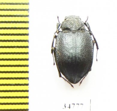 Platyope unicolor  Russia, Daghestan reg. - INSECTS-STORE.RU