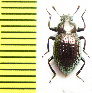 Oedemutes hirashimai inadai  Japan - INSECTS-STORE.RU