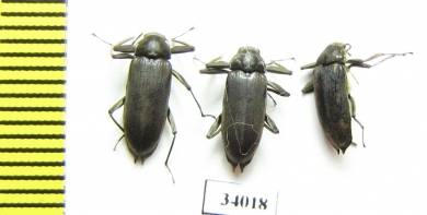 Elmidae sp.  Ecuador - INSECTS-STORE.RU