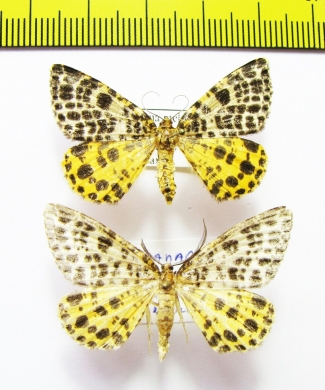 Arichanna melanaria, pair  Russia, Ryazan reg. - INSECTS-STORE.RU