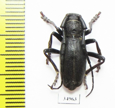 Eodorcadion dorcas  Mongolia - INSECTS-STORE.RU