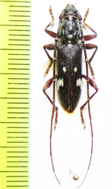 Ambonus interrogationis  Bolivia - INSECTS-STORE.RU