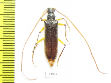 Cerambycidae sp.  Panama - INSECTS-STORE.RU