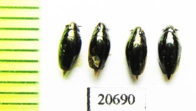 Gyrinidae sp.  Myanmar - INSECTS-STORE.RU