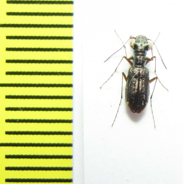 Cicindelinae sp.  Madagascar - INSECTS-STORE.RU