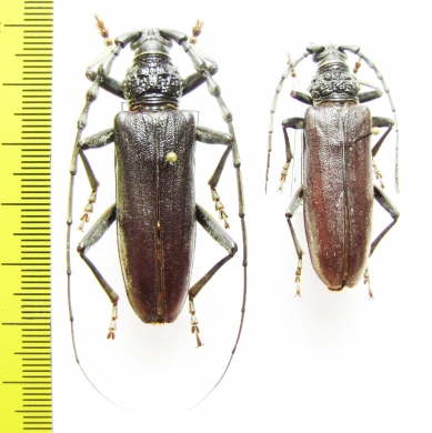 Cerambyx welensii centurio / Cerambyx miles  France - INSECTS-STORE.RU