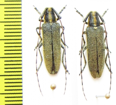 Agapanthia asphodeli  Spain - INSECTS-STORE.RU