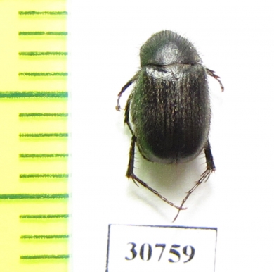 Melolonthinae sp.  Morocco - INSECTS-STORE.RU