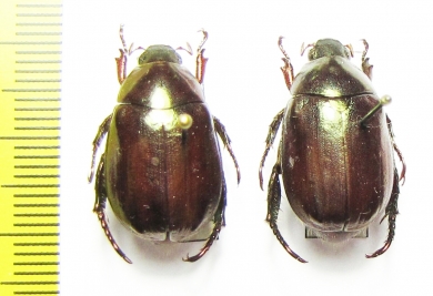 Rutelinae sp.  Malaysia, Borneo - INSECTS-STORE.RU