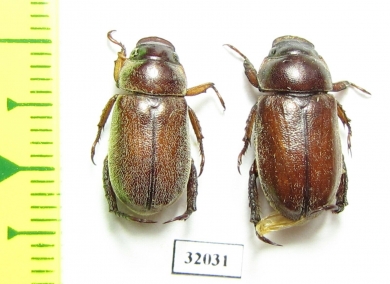 Adoretus sp.  Iran, Boyer-Ahmad prov. - INSECTS-STORE.RU