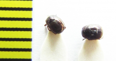 Hypocaccus rubripes  Russia, Crimea - INSECTS-STORE.RU