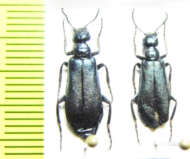 Alosimus chalybaeus  Russia, Krasnodar reg. - INSECTS-STORE.RU