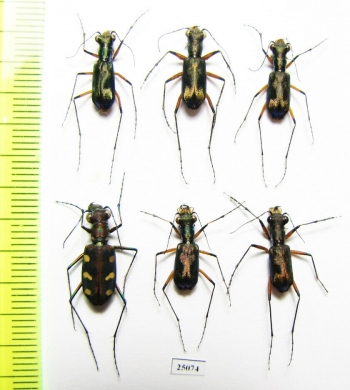 Cicindelinae sp.  Indonesia, Kalimantan - INSECTS-STORE.RU