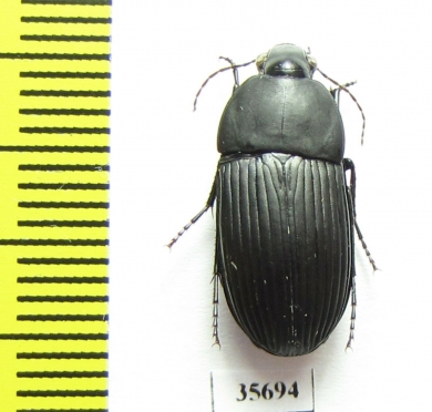 Carabidae sp.  Madagascar - INSECTS-STORE.RU