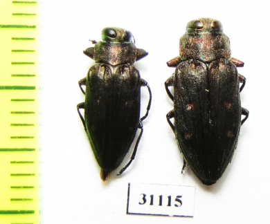 Chrysobothris affinis, pair  Russia, Kaluga reg. - INSECTS-STORE.RU