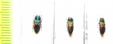 Anthaxia salicis, A.cichorii  Turkey - INSECTS-STORE.RU