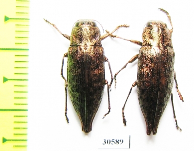 Dicerca sp., pair  Canada - INSECTS-STORE.RU