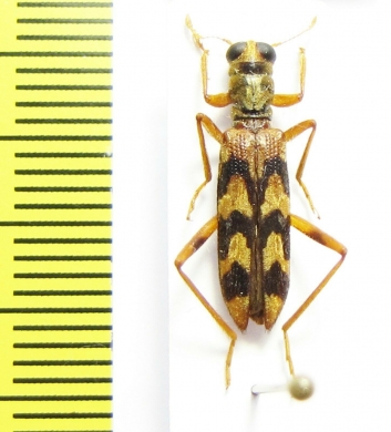 Cleridae sp.  Philippines - INSECTS-STORE.RU