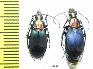 Chlaenius aeratus, pair  France - INSECTS-STORE.RU