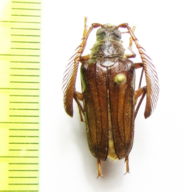 Pogonarthron minutum, male  Iran, Lorestan prov. - INSECTS-STORE.RU