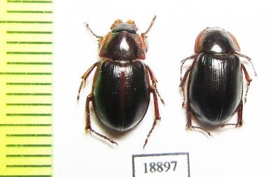 Hybosoridae sp.  Zambia - INSECTS-STORE.RU