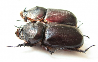 Oryctes rhinoceros  Thailand - INSECTS-STORE.RU