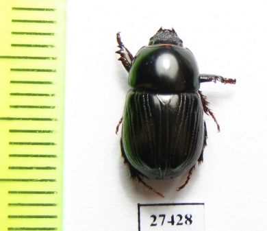 Dynastinae sp.  Madagascar - INSECTS-STORE.RU