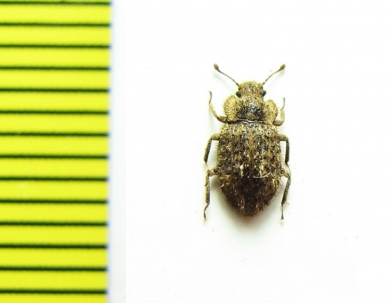 Trachypholis sp.  Malaysia - INSECTS-STORE.RU